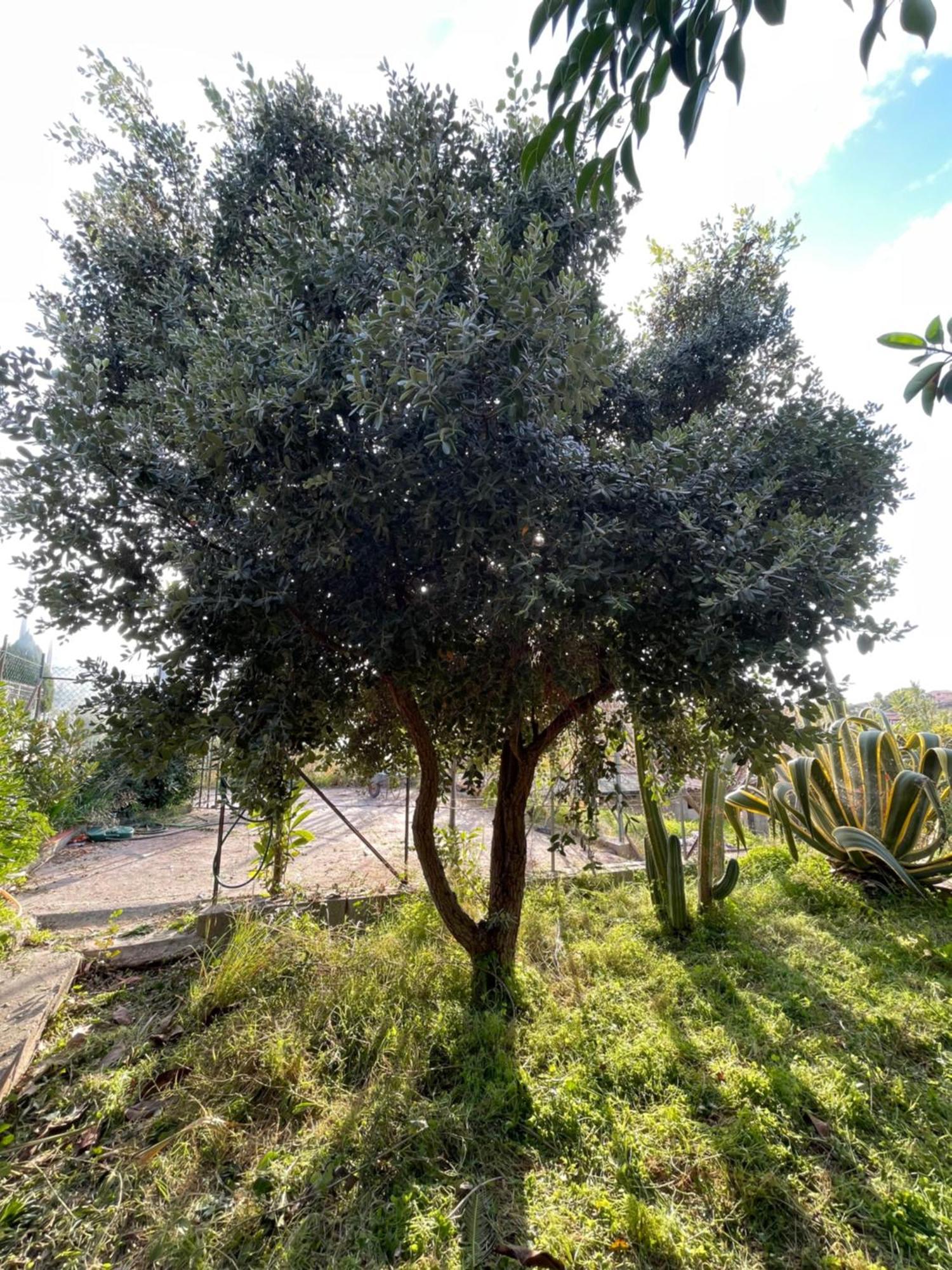 Villa Vittoria Trappeto  Exterior photo